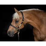 BLK O / S 1" TURNOUT HALTER W / PLATE